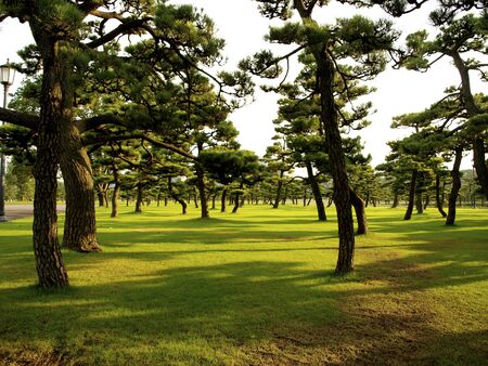 Japanese pinの写真素材