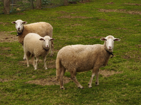 Three sheepの写真素材