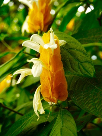 Pachystachys luteaの写真素材