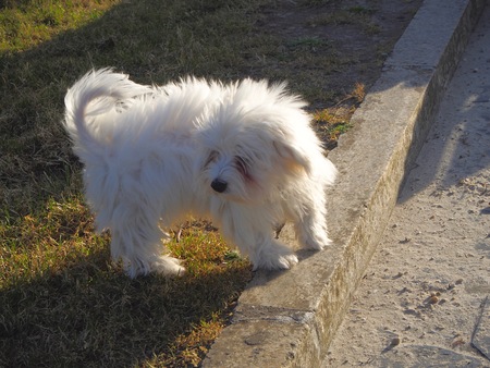 Bichon malteseの写真素材