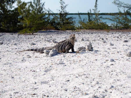 Iguana in Cayo Largoの写真素材