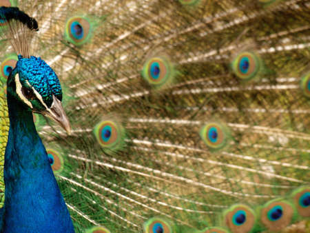 Peacockの写真素材