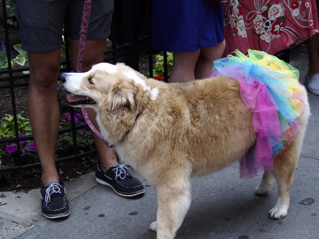 Dog in the Gay Pride Paradeの写真素材