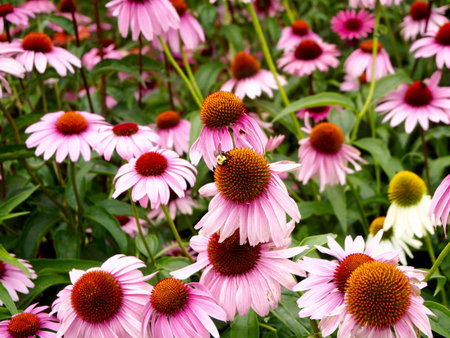 Echinacea purpureaの写真素材
