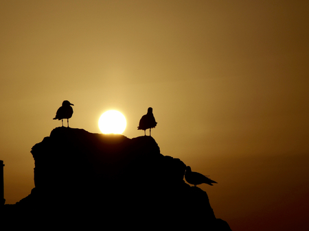 Seagulls on backlight in sunsetの写真素材