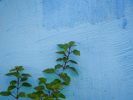 Blue texture with plantの写真素材