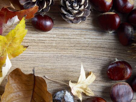 Chestnut backgroundの写真素材
