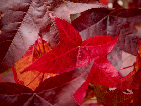 Red leaves texture