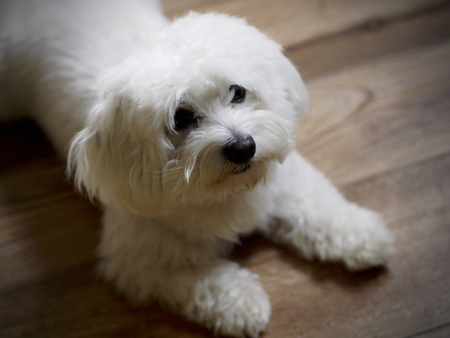 Bichon malteseの写真素材