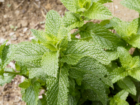 Fresh mint plantの写真素材