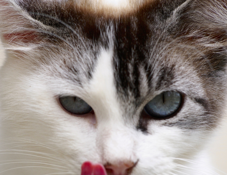 Beautiful cat portrait licking itselfの写真素材