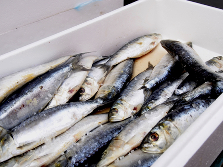 Raw sardinesの写真素材