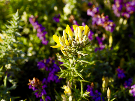 Flower of ulex europaeusの写真素材