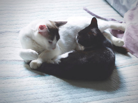 Cats snuggling with each other