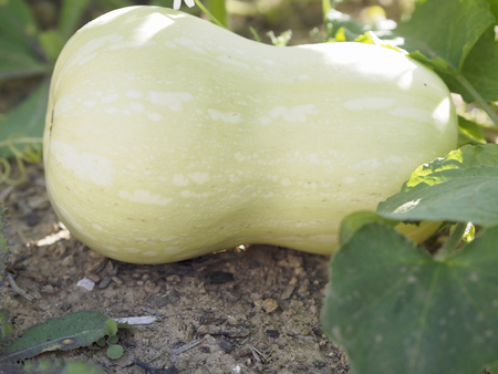 Pumpkin plantの写真素材