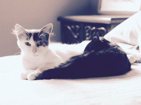 Small cat sucking of its mother