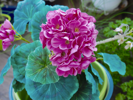 Pink hydrangea plantの写真素材