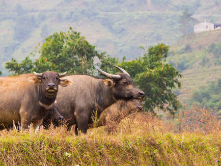 Water buffalos in the field