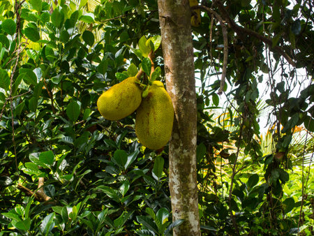 Jack fruits in tree