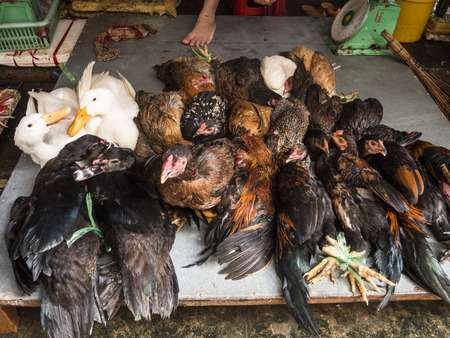 Live birds for selling in the marketの写真素材