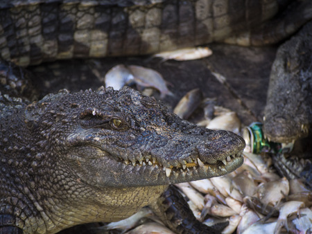Crocodile head in a crocodile farmの写真素材