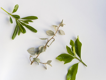 Leaves on white backgroundの写真素材