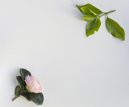 Flower and leaves frame on white backgroundの写真素材