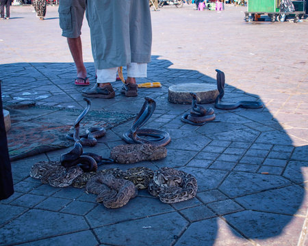 Snakes in El-Fnaa square in Marrakesh