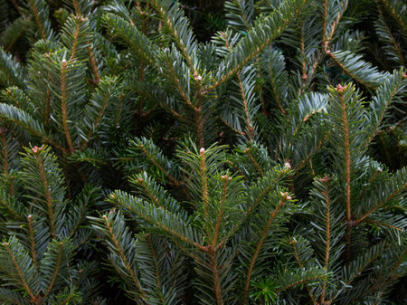 Fir background - Christmas concept