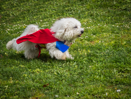 Superhero dog running in the fieldの写真素材