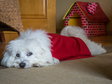 Dog with red cape of superhero resting after hard work