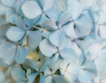 Floral blue backgroundの写真素材