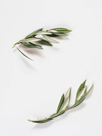 Two twig of olive tree on white background with copy spaceの写真素材