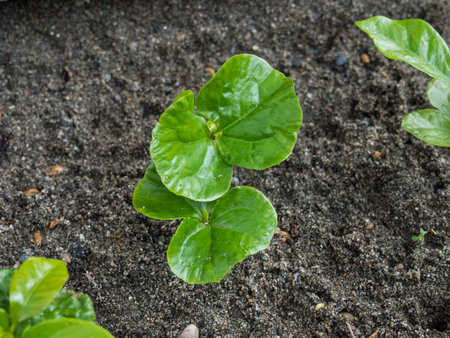 Young coffee plant