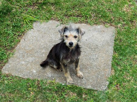 Abandoned small dogの写真素材