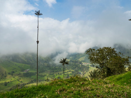 Cocora valley landscape in Colombia