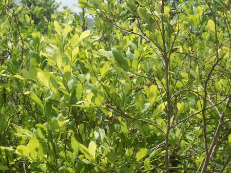 Coca plants in Colombiaの写真素材