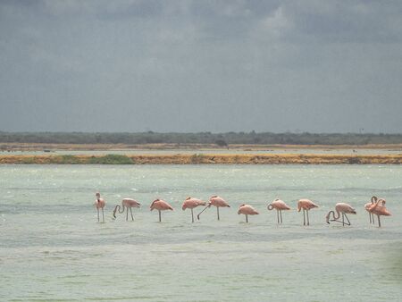 Tranquil scene of pink flamingos in the waterの写真素材