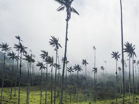 Cocora valley landscape in Colombiaの写真素材