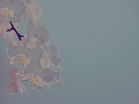 White phaleanopsis orchid on blue background with copy spaceの写真素材