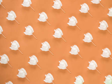 White dry flowers pattern on orange backgroundの写真素材