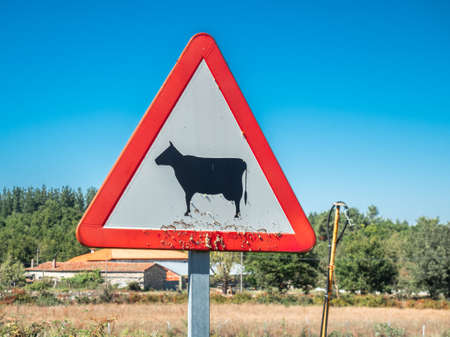 Sign of danger cows in the street in Spainの写真素材