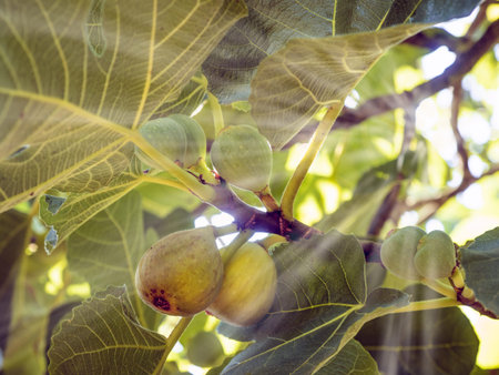Figs in the figs tree and sunrise
