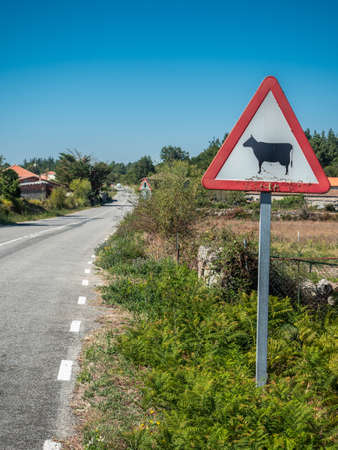 Sign of danger cows in the street in Spainの写真素材