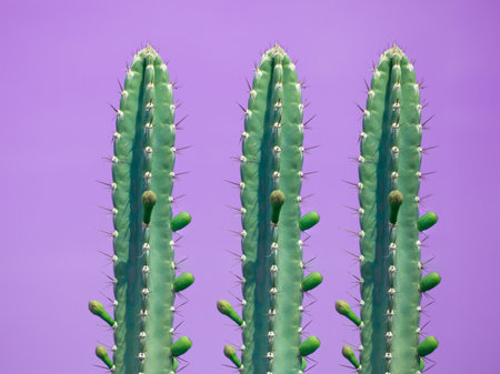 Three cactus on purple background