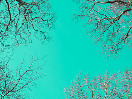 Brunches on green sky with copy spaceの写真素材