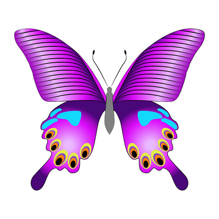 Bright beautiful purple butterfly. Vector illustration isolated on white background.のイラスト素材