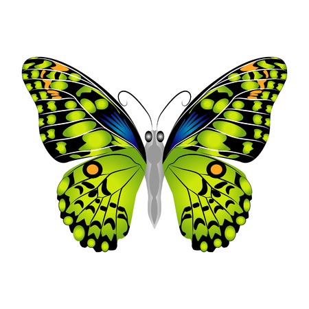 Bright beautiful green butterfly. Vector illustration isolated on white background.のイラスト素材