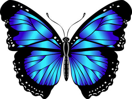 Beautiful bright blue butterfly. Vector illustration isolated.のイラスト素材