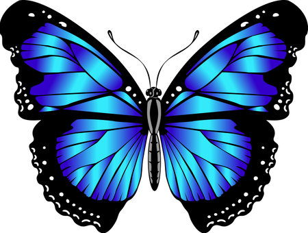 Beautiful bright blue butterfly. Vector illustration isolated.